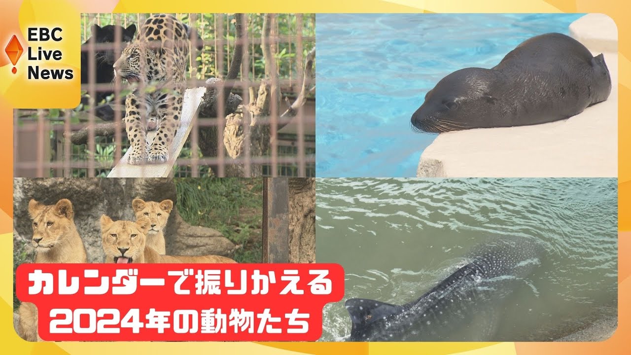 えひめ総決算2024　とべ動物園総集編！2024年の動物たち　かわいい赤ちゃんから成長した姿まで一挙公開！