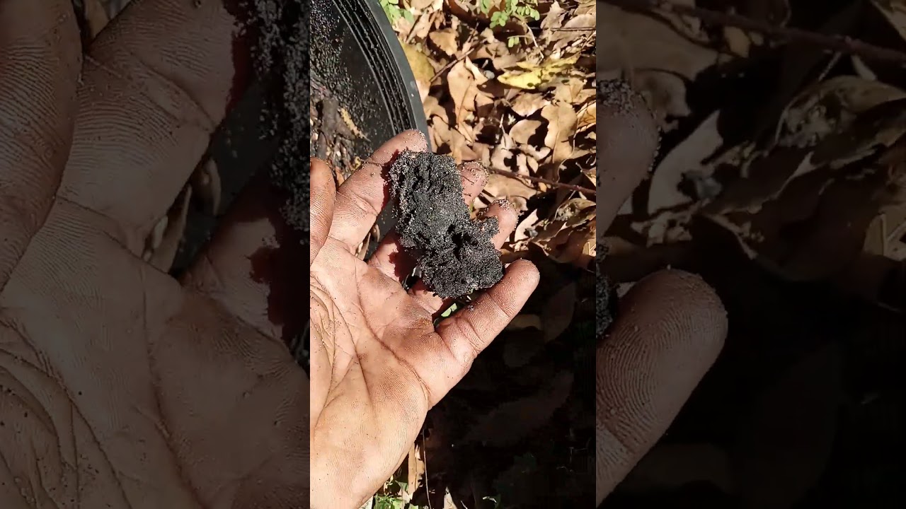 Garden Experiment with old grease/cooking oil