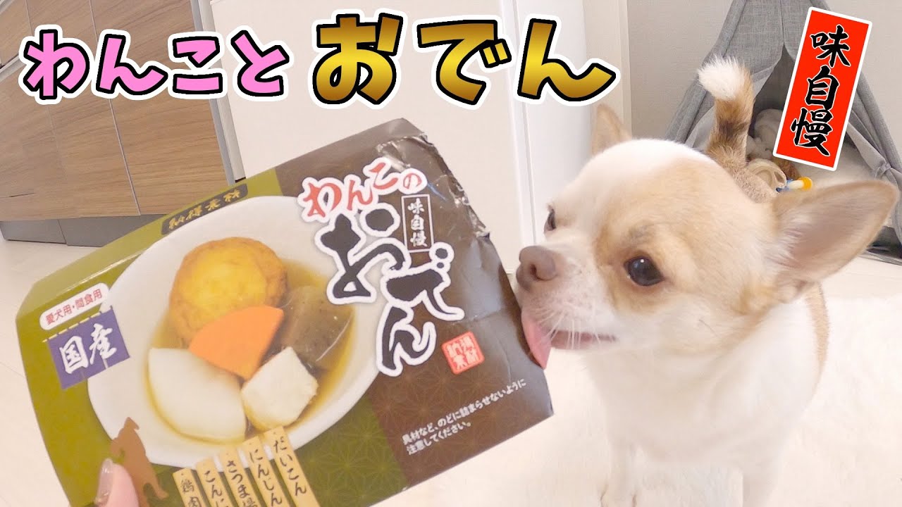 初めておでんを食べた犬の反応がコチラ