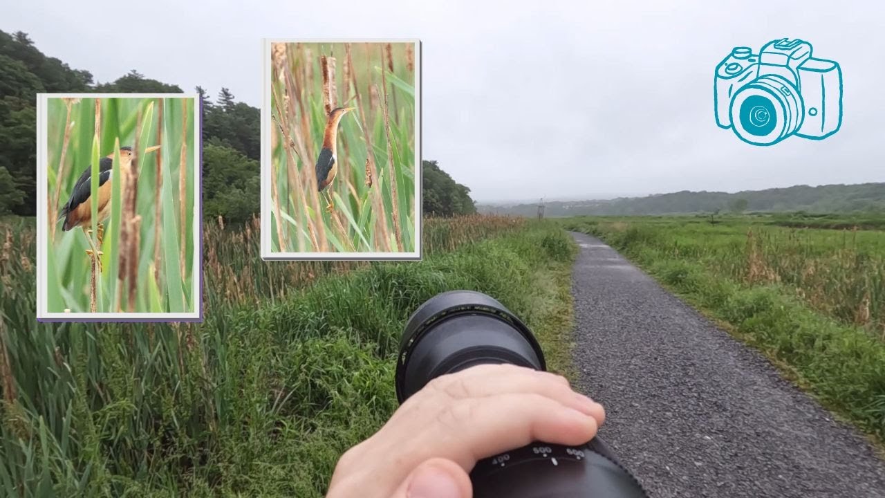 When a RARE BIRD comes to town (POV Bird Photography in Nova Scotia)