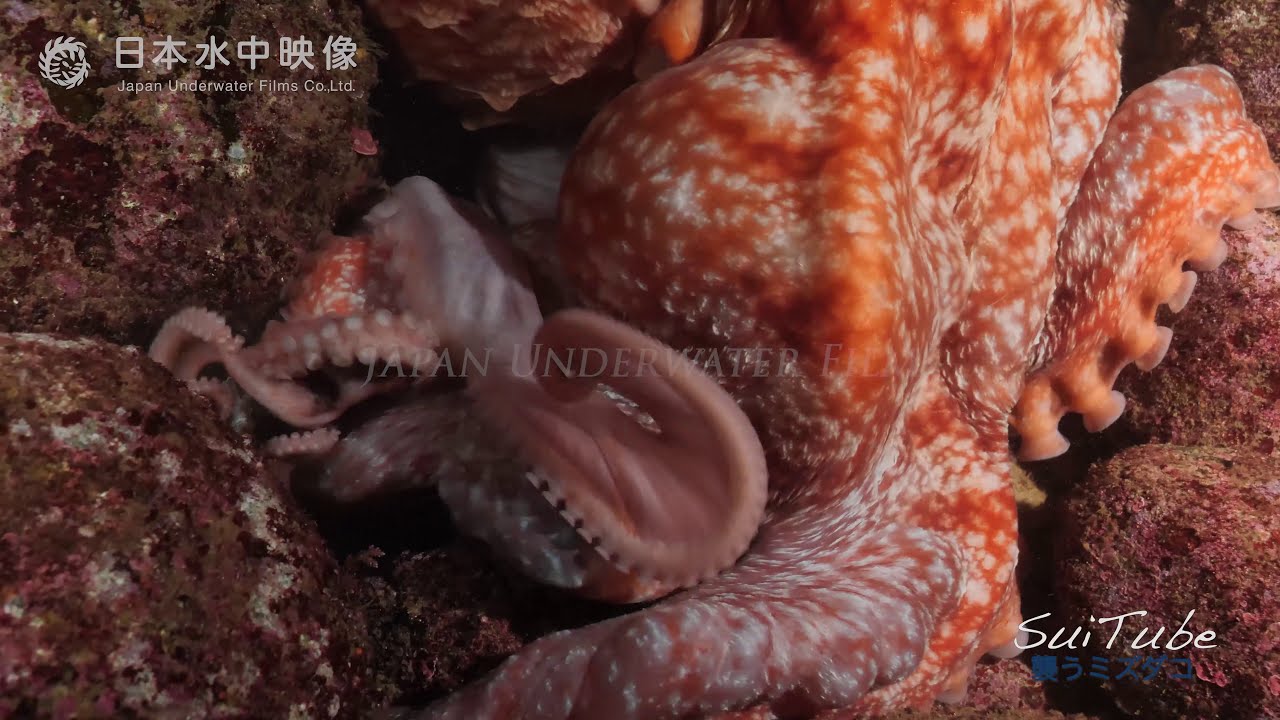 octopus eating！ミズダコの捕食 スズメダイ捕まる【4K映像】/富山湾の巨大生物 suitube7