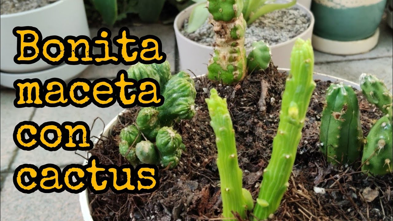 Preparar bonita maceta con cactus 🌵