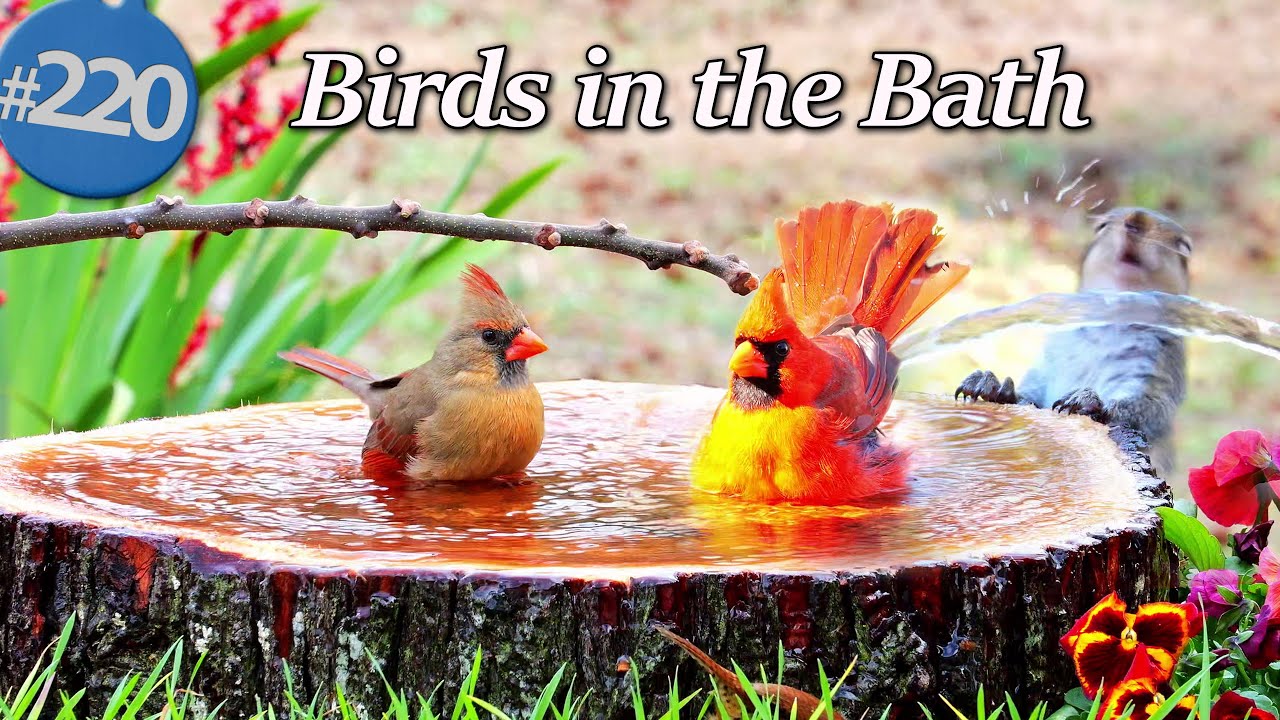 Relaxing Bird Bath 😻 Birds in a Fountain Water Sounds Uninterrupted CatTV @LensMyth