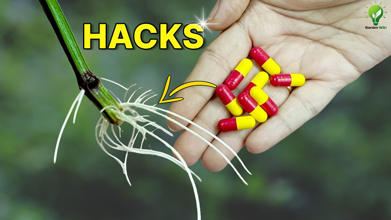 10 ROOTING HACKS FOR 100% SUCCESS | GOLDEN RULES FOR CLONING PLANTS IN WATER