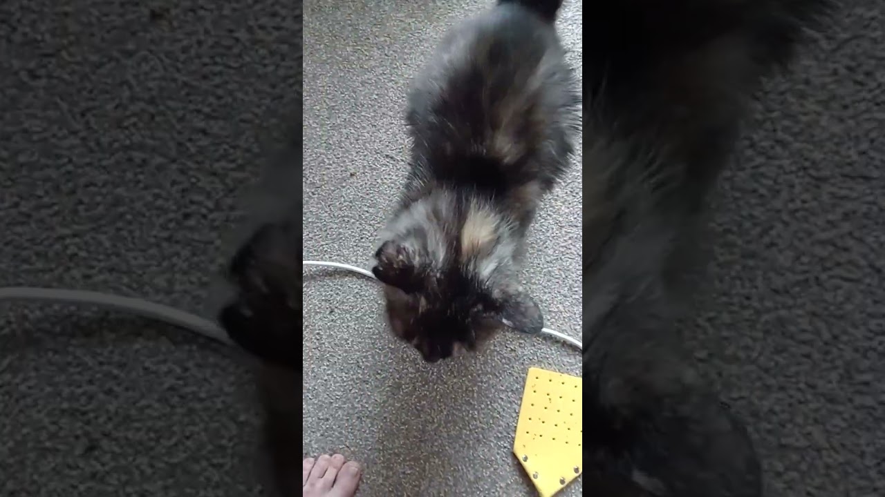 INeed to rehome Shilo, mama cat.auck. Nz