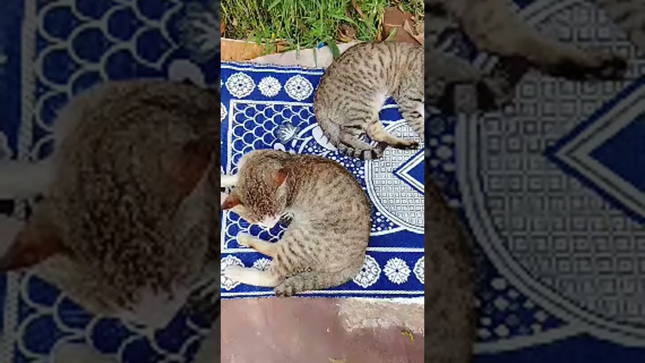 Cat Family  is live