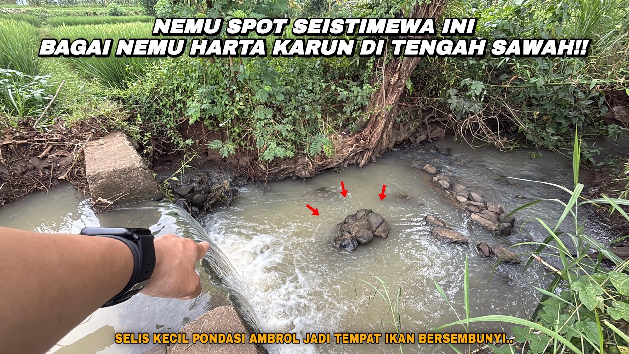 HARTA KARUN TERSEMBUNYI DI TENGAH SAWAH!! Mancing wader teknik kumbul umpan rasbora di spot kalen