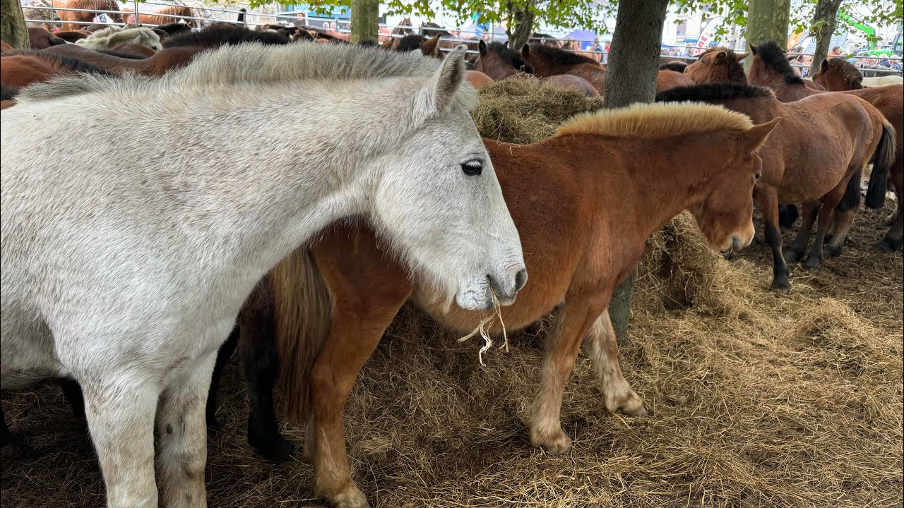 Feria de ganado - As San Lucas 2024