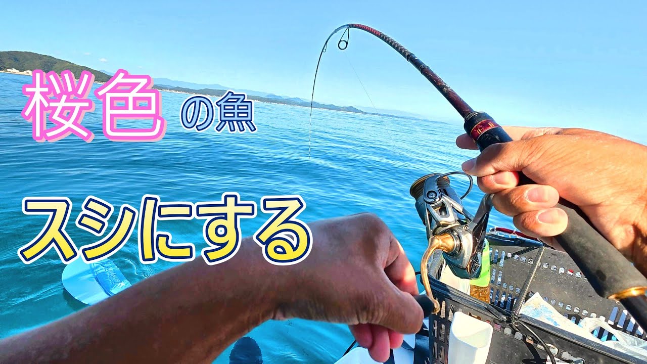 脂たっぷりの桜色の綺麗な魚が釣れたのでスシにする！