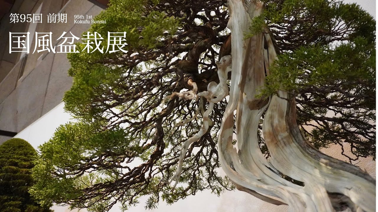 [4K] 2021 第95回 国風盆栽展 前期