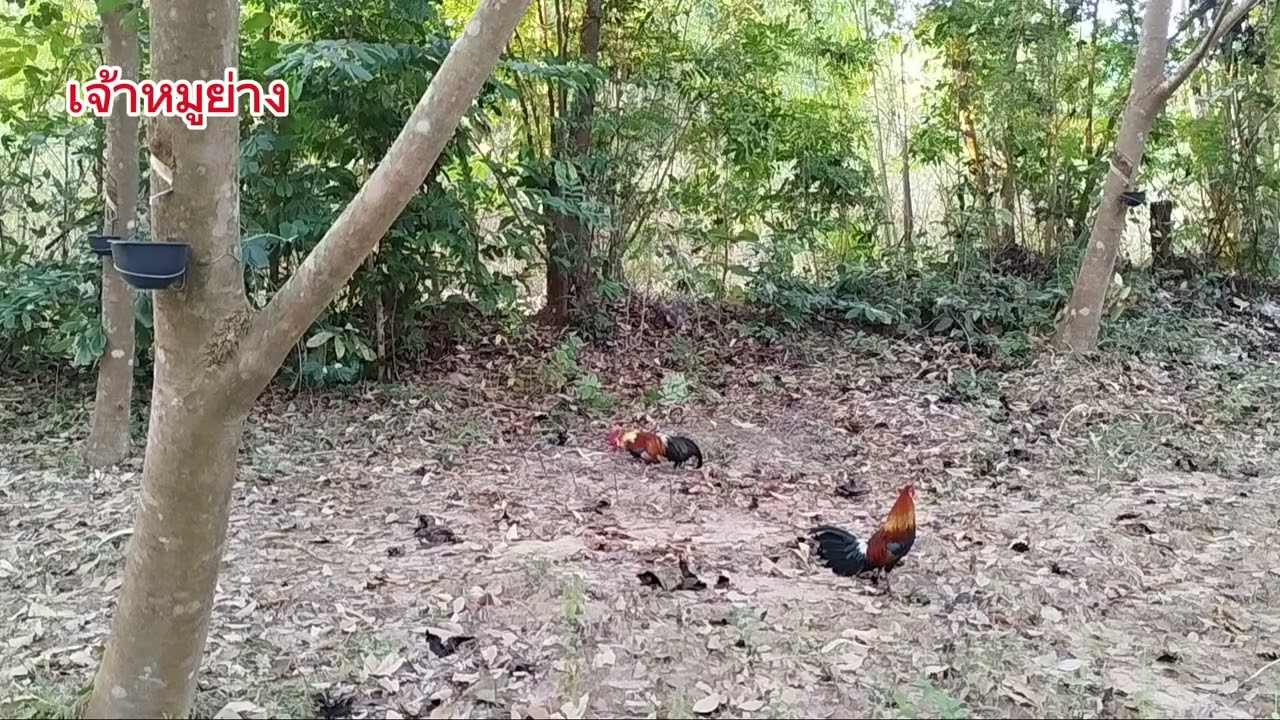 #ต่อไก่ป่า