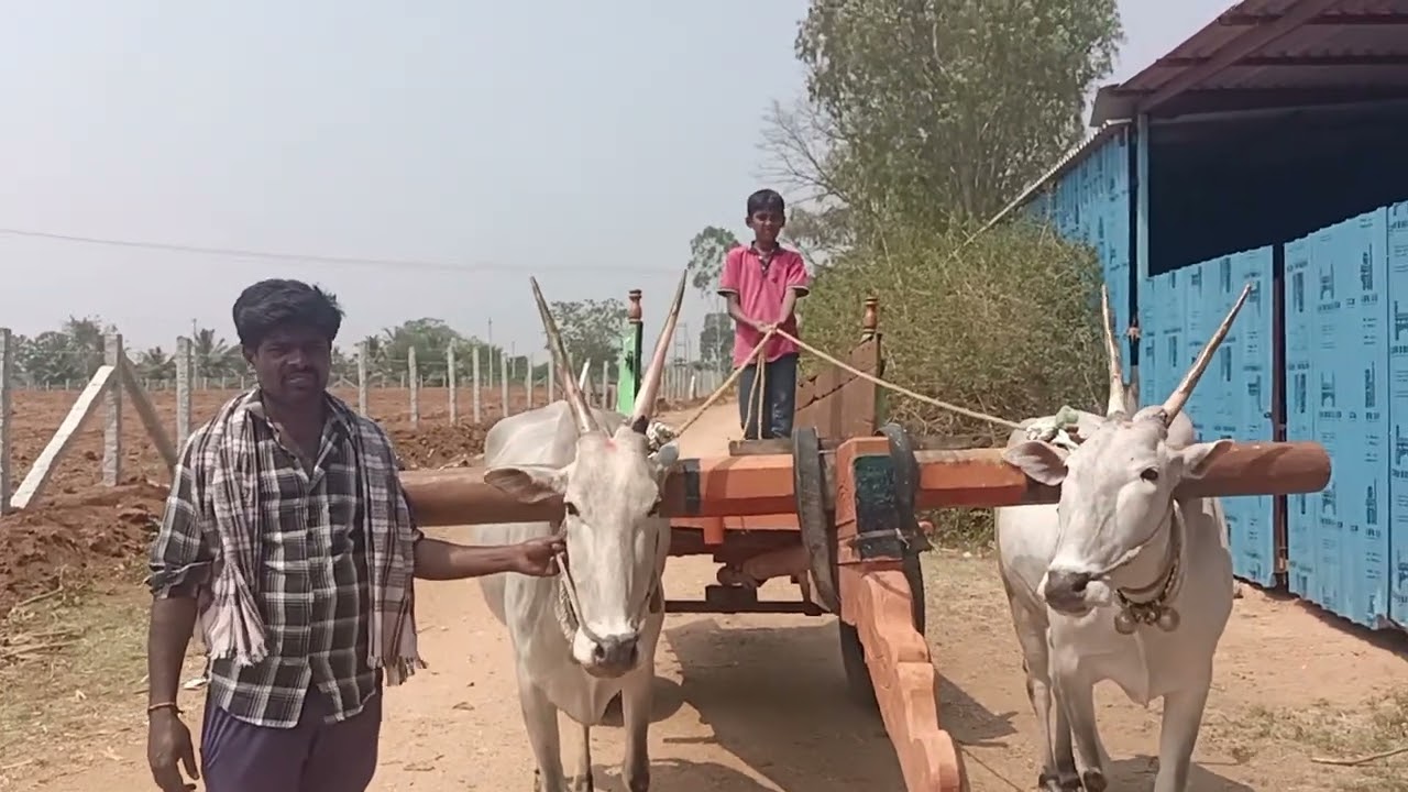 Wonderful Hardworking Hallikar cow pair of Farmer Mahesh, Kunduru, Malawalli Taluk 