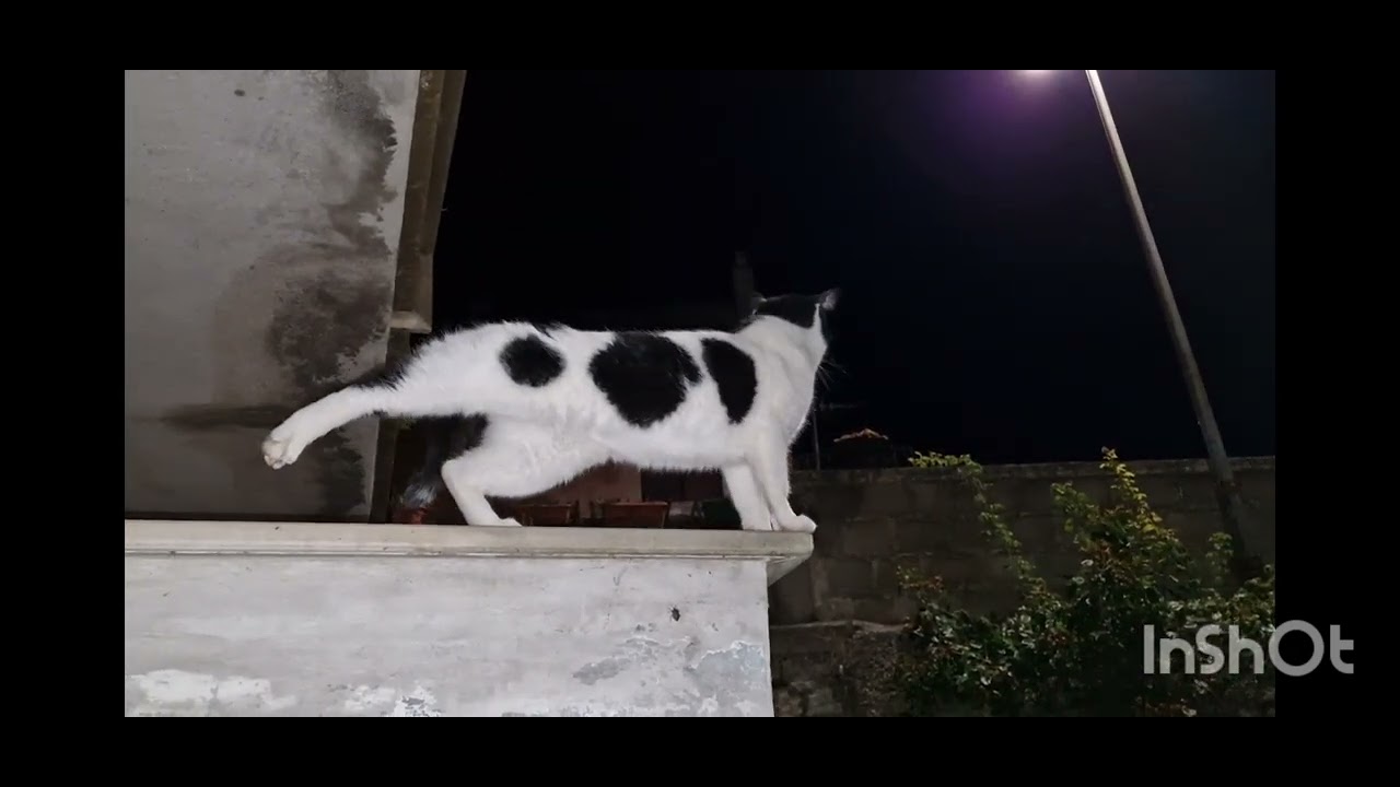 Dopo la raccolta delle olive  tagliato legna per il primo fuoco!🔥 