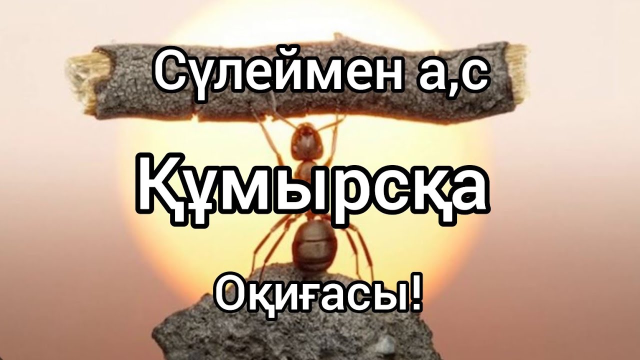 Сүлеймен а,с Балқистің тағы Ұстаз:Орашов Айдар #сира #ислам #құран #ғибрат #қисса  #Қазақшауағыздар
