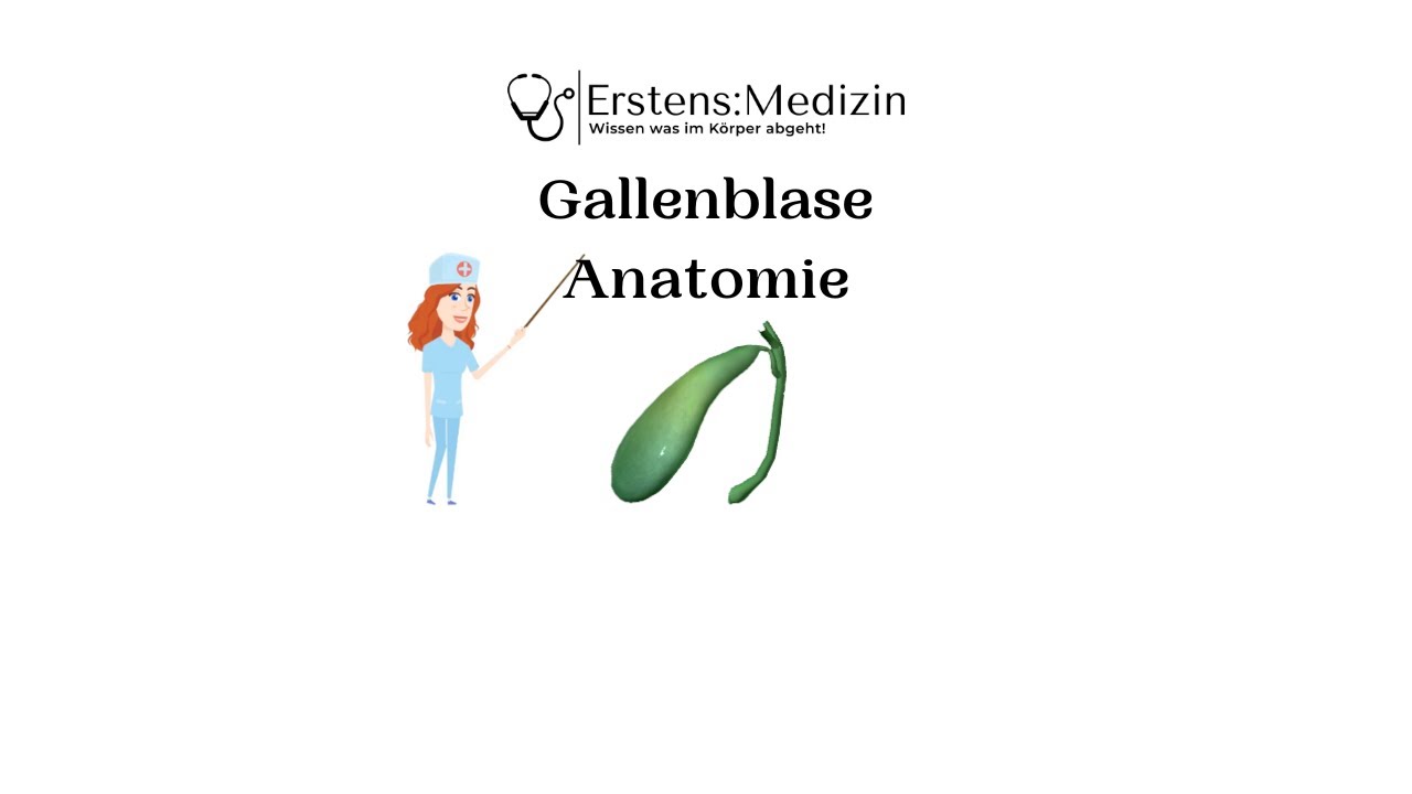 Gallenblase Anatomie