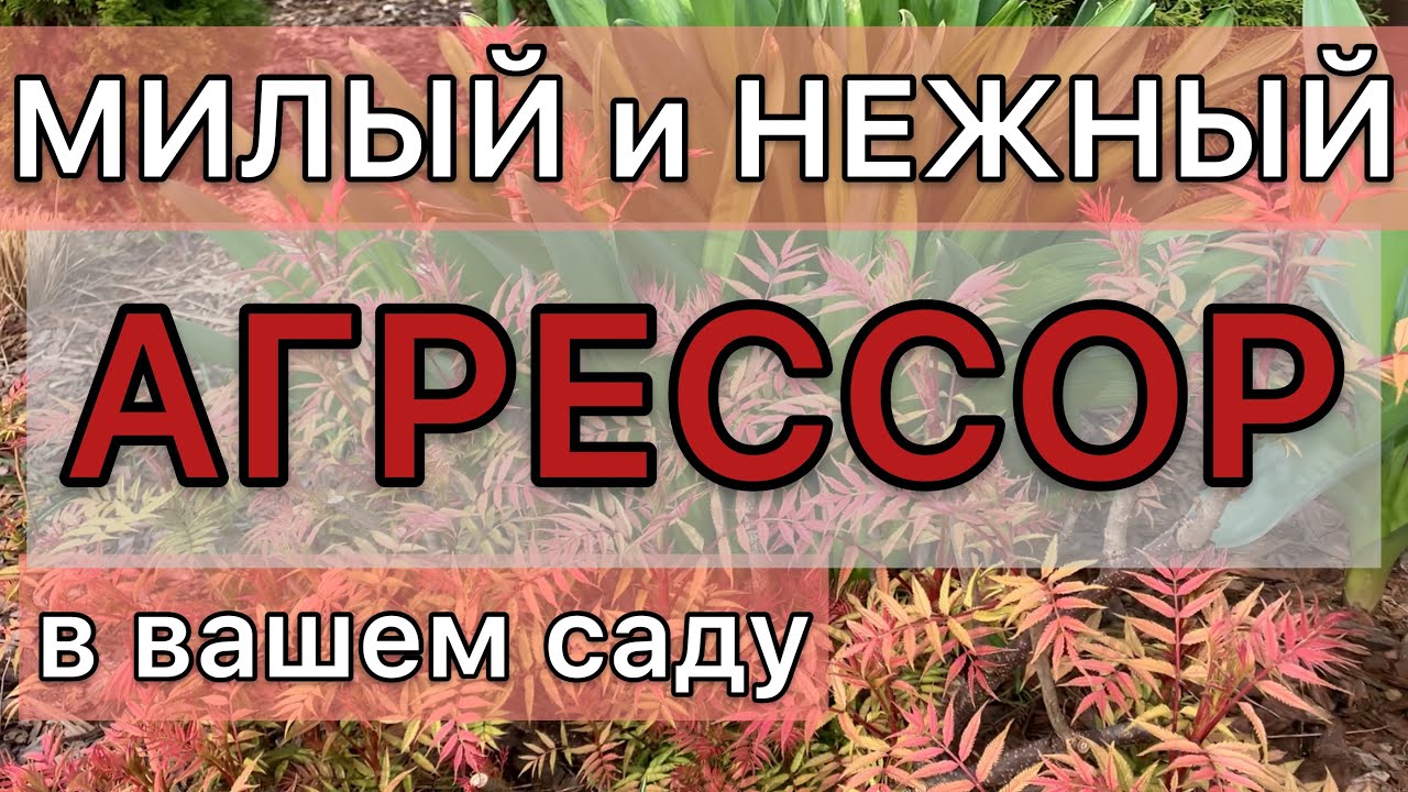 Рябинник. Красивый и Неприхотливый Кустарник для Сада #чтопосадить #уход