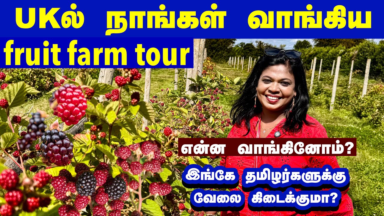100ஏக்கர் இங்கிலாந்து பழ தோட்டம் பல ஏக்கரில் பழம்..பறிக்க ஆளே இல்லை!Beautiful fruit & veg farm in UK