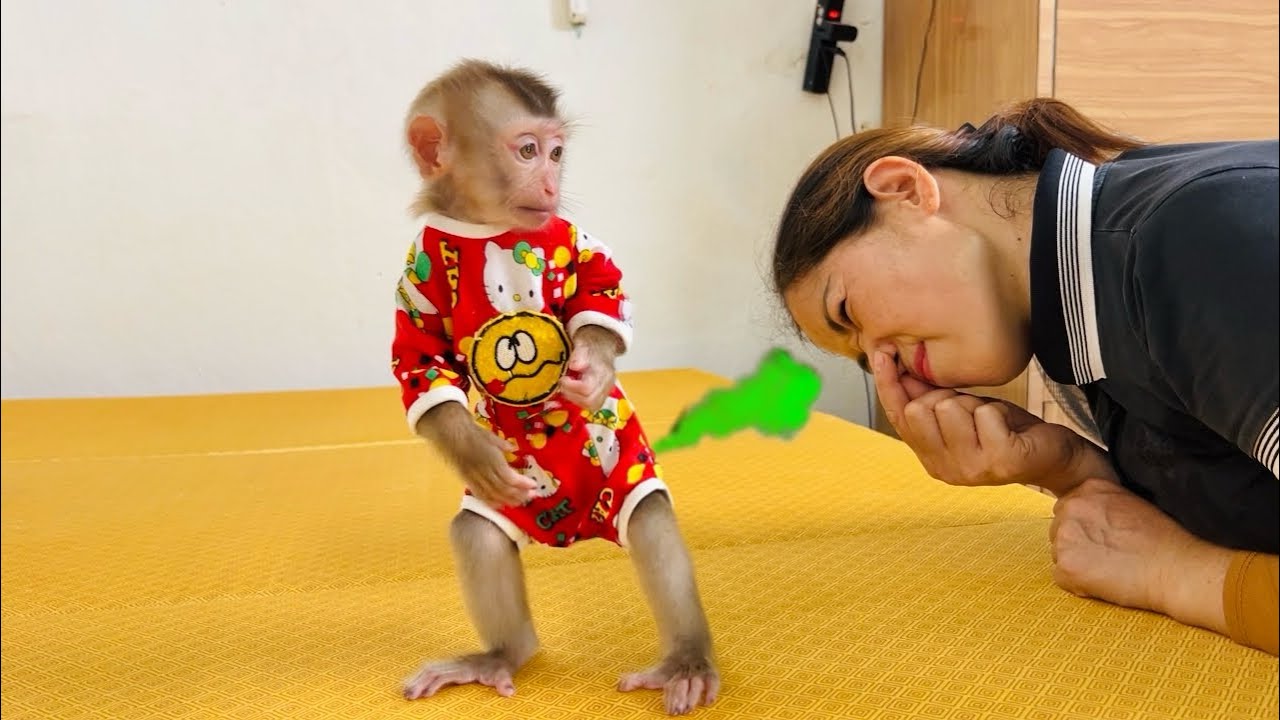 Baby monkey Tina pooped in her diaper and was embarrassed when her mother found out.