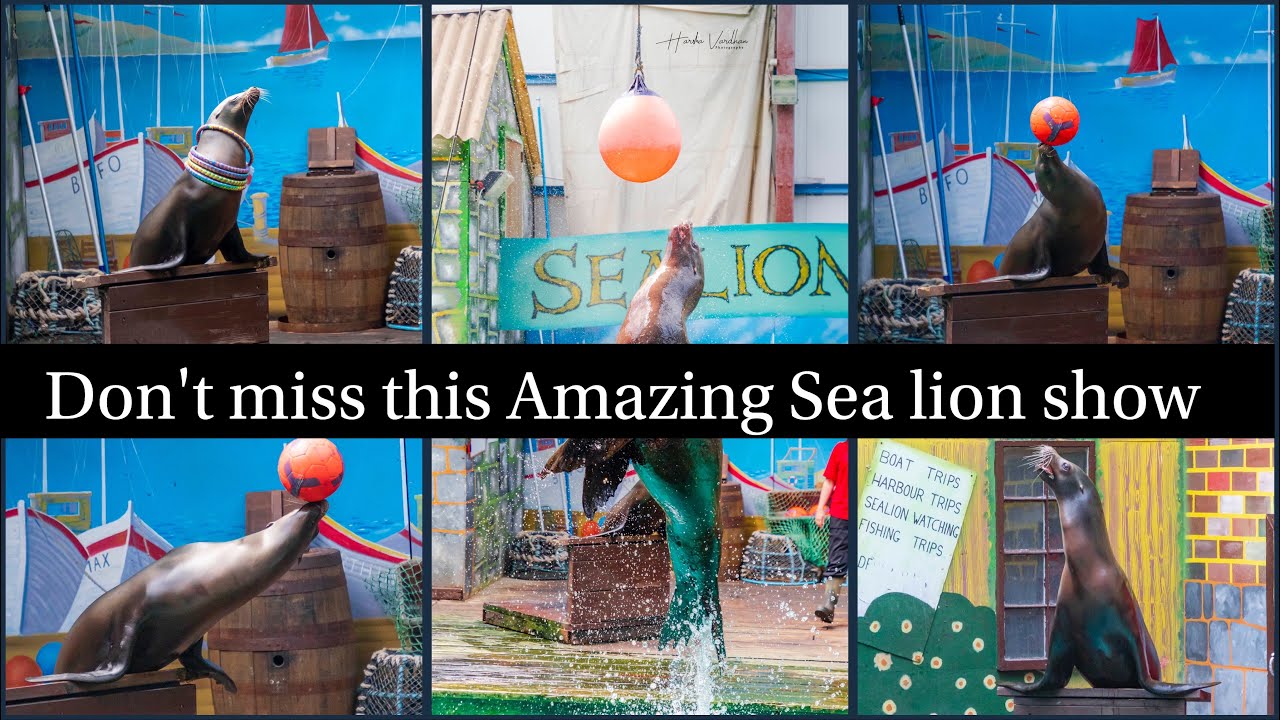 Live - Don't miss this Amazing Sea lion show at Knowsley Safari - Full show 2022 #liverpool #sealion