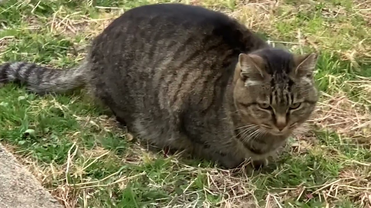 2026/1/31世界一幸福な野良ネコ🐈🐱1 　There is a cat.