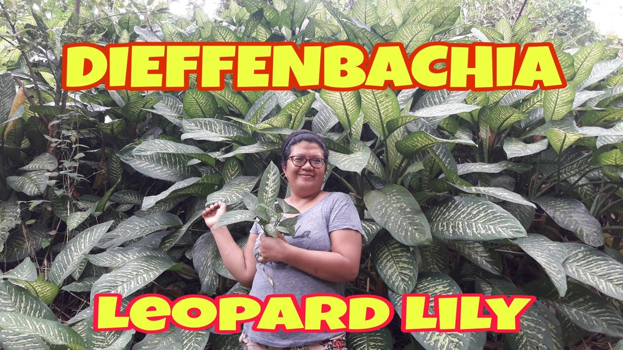 FREE DIEFFENBACHIA RARE PLANT LEOPARD LILY IN THE FOREST 