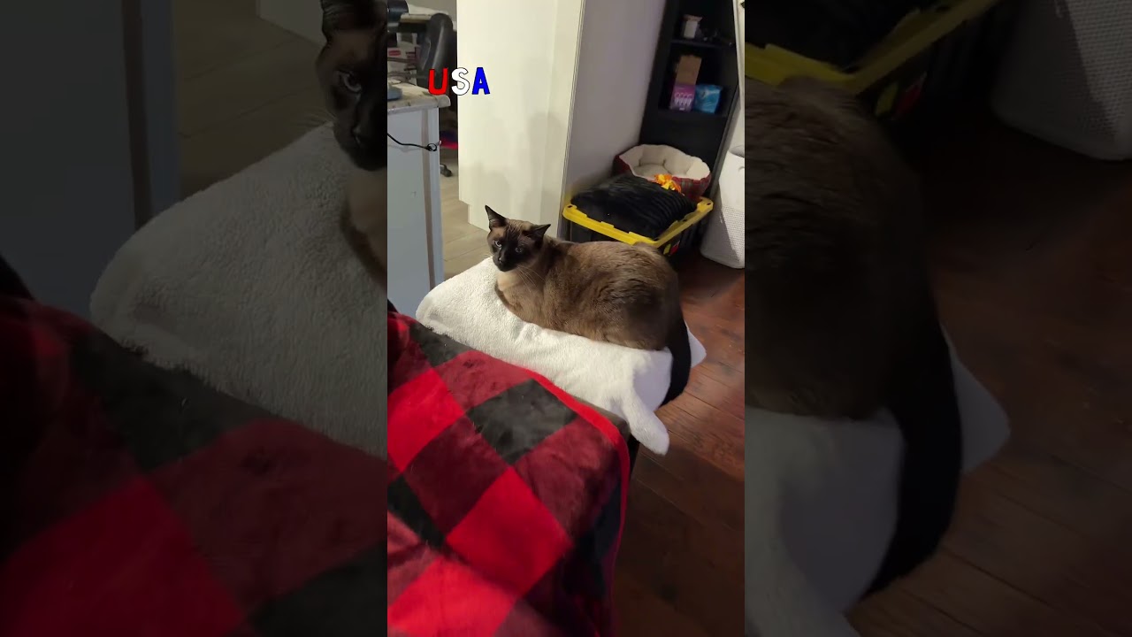 🇺🇸 продолжение.Муж американец купил девайс и продолжает строить проект для кота😻#americanhusband