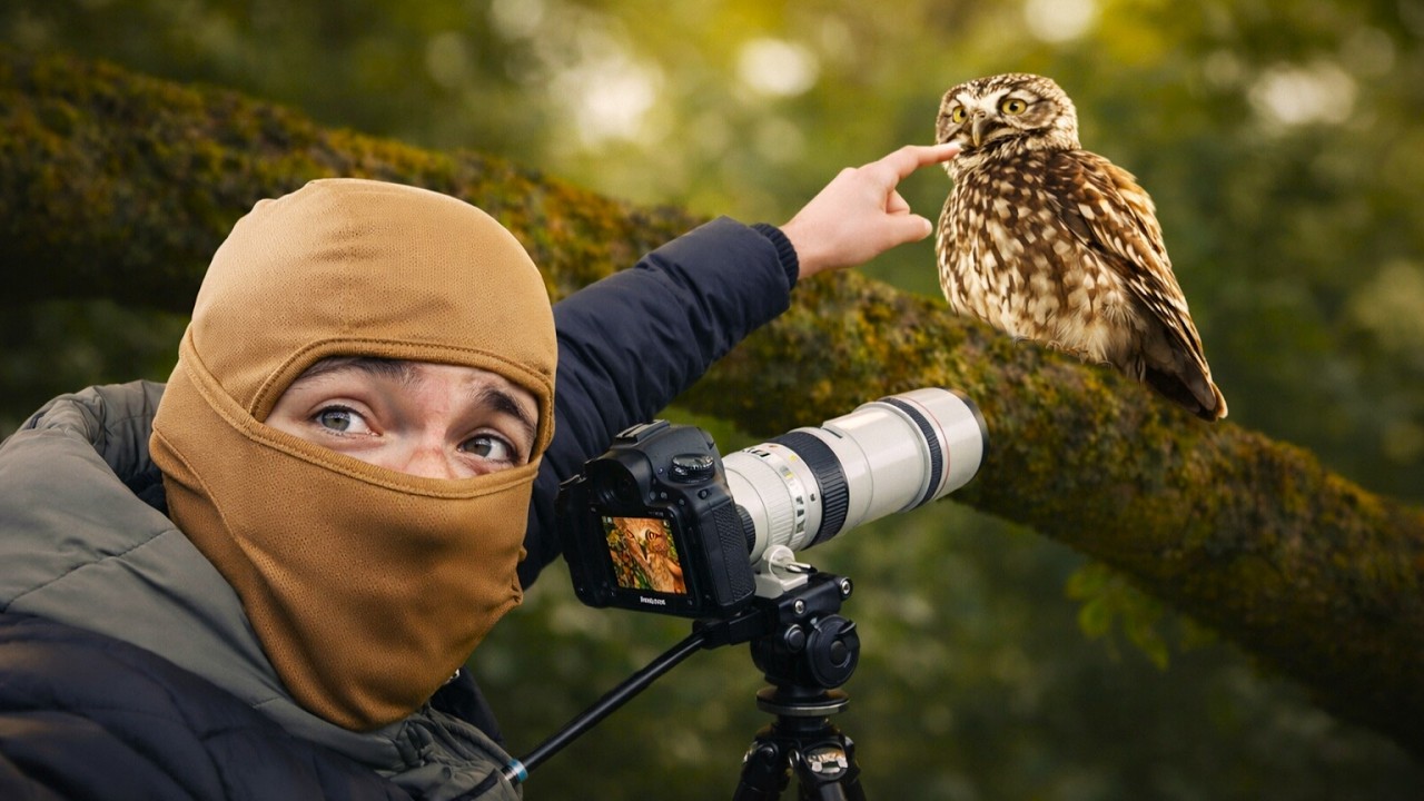 Une Matinée de Printemps avec les Chouettes Chevêches