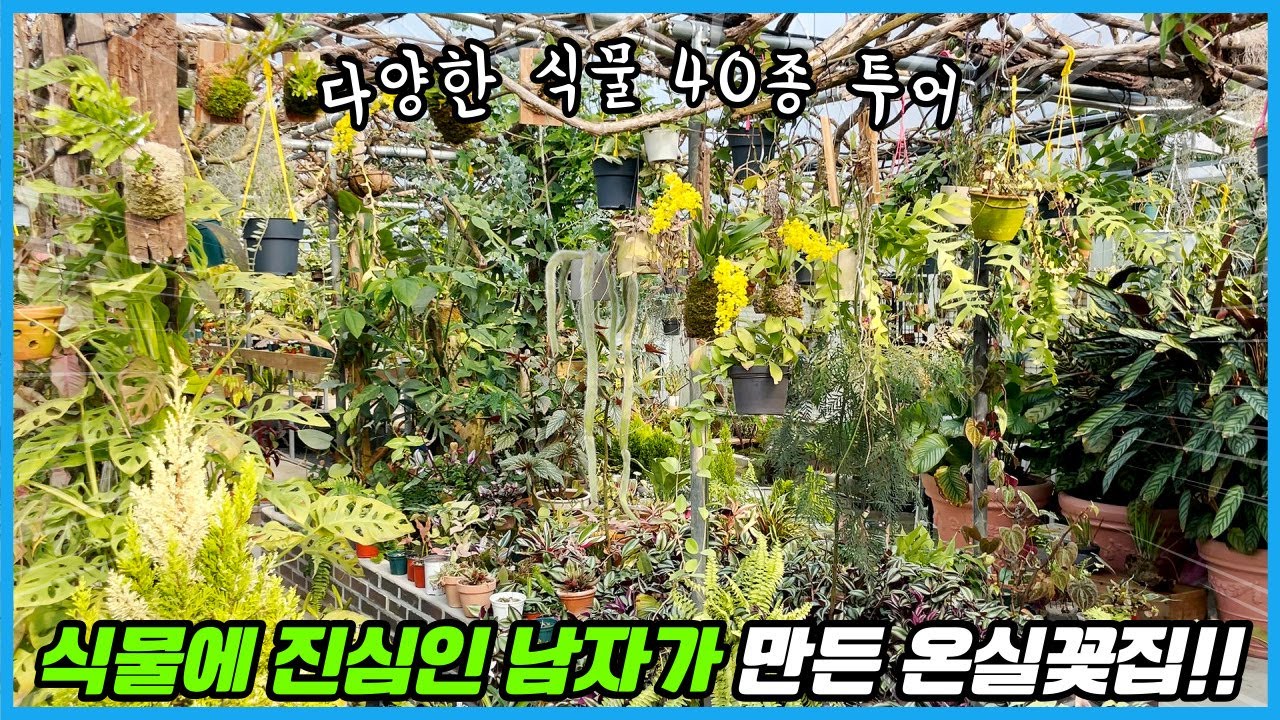 식물 키우기 취미를 넘어 꽃집까지 차린 남자의 온실!! 진짜 대박 예쁨 주의...
