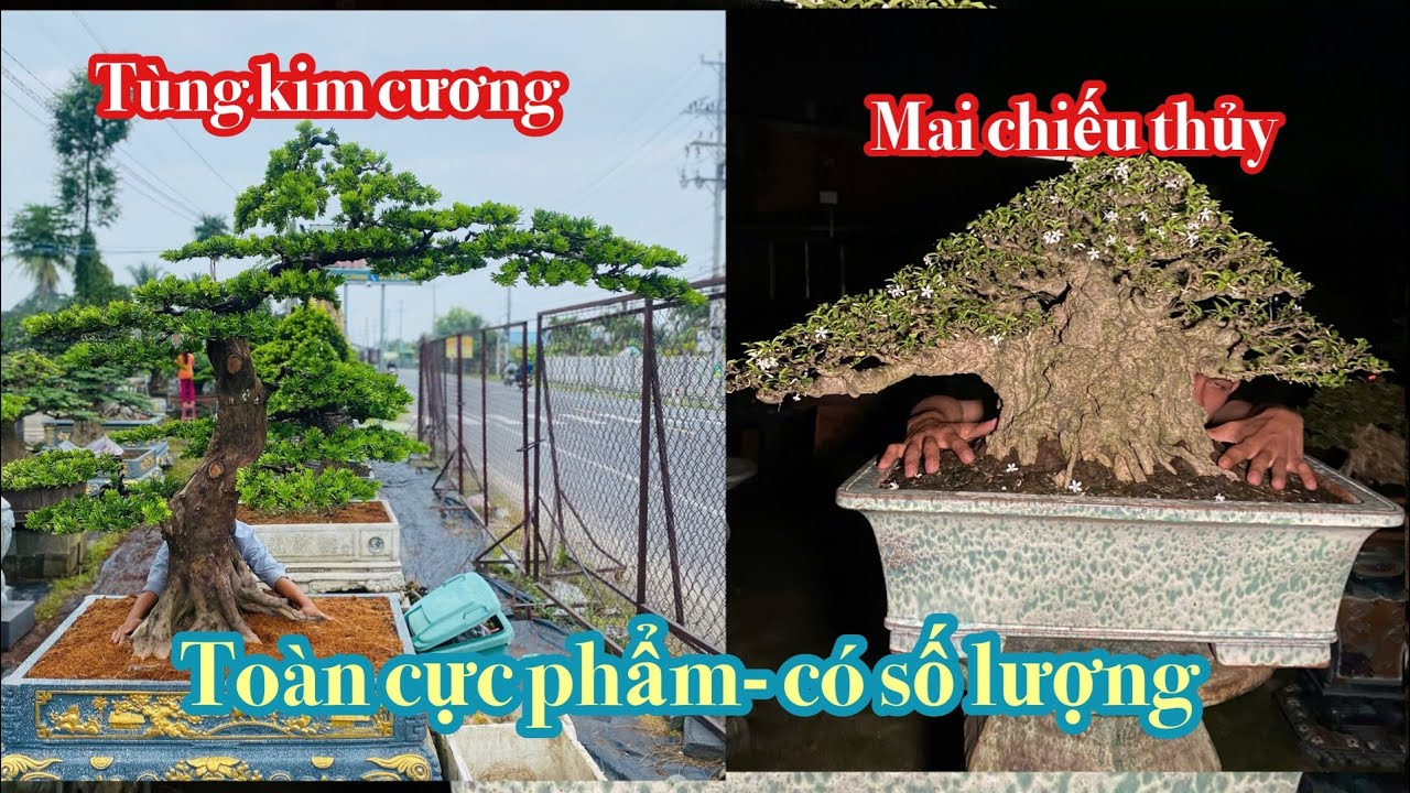 Ngày22-1 tùng kim cương- mai chiếu thủy giao lưu 