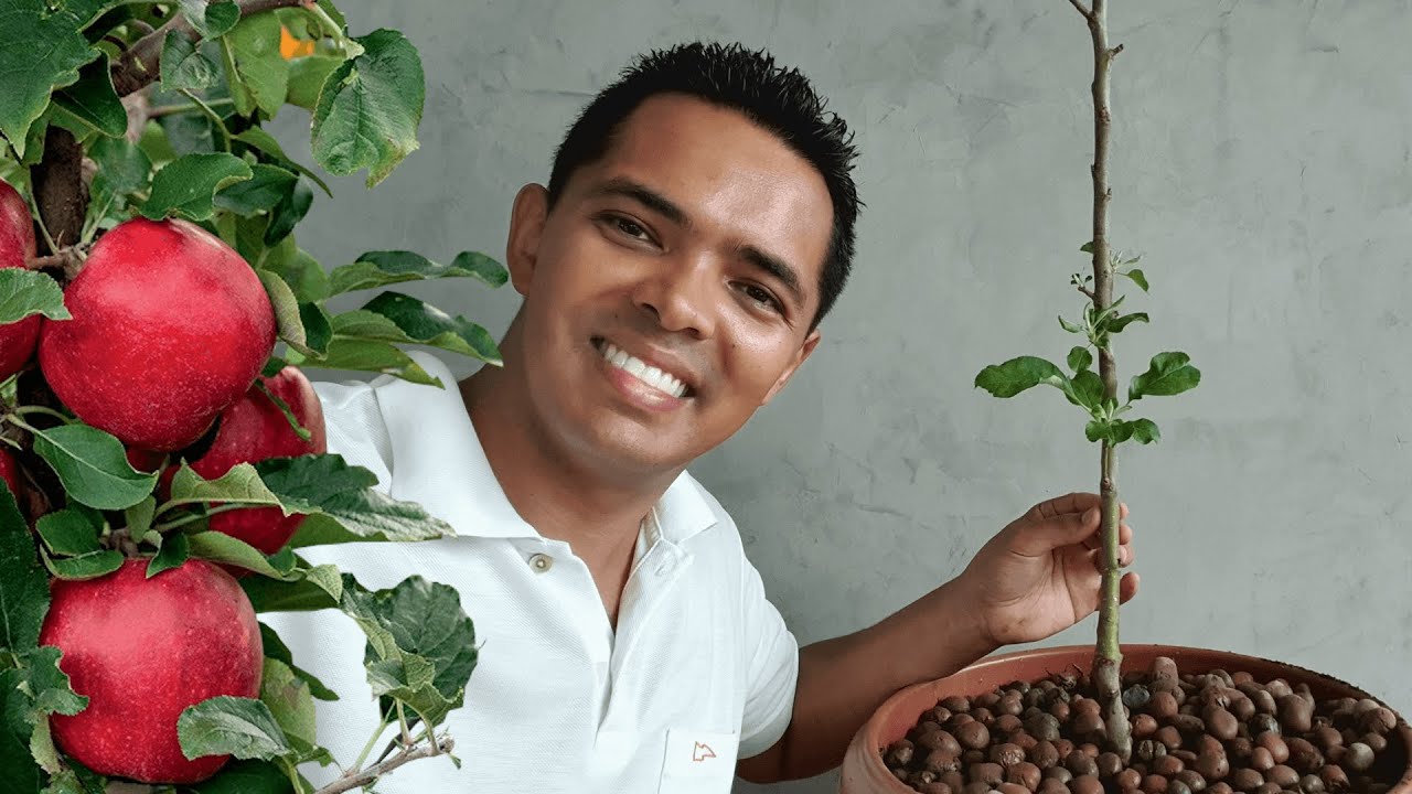 🍏Como cultivar maçã em vaso da forma correta
