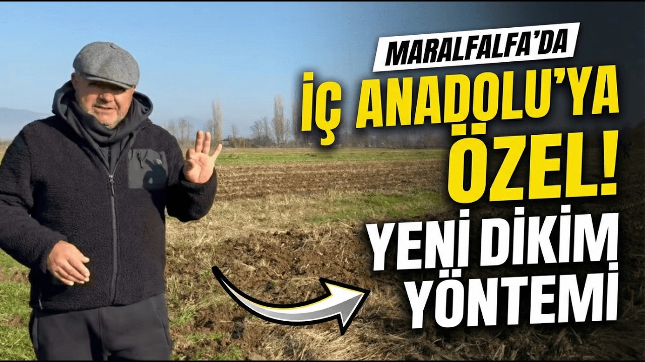 MARALFALFA'DA YENİ DİKİM YÖNTEMİ! | İÇ ANADOLU'YA ÖZEL! | MARALFALFA TURHAN KENDİRLİ
