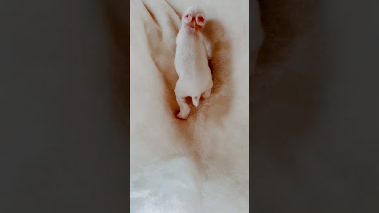 AM I CUTE? 