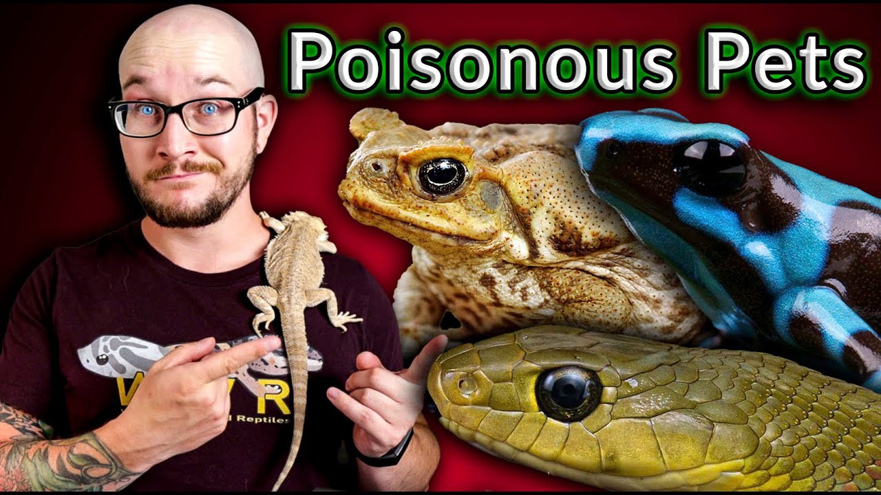Top 5 POISONOUS Reptiles That Make Great Pets