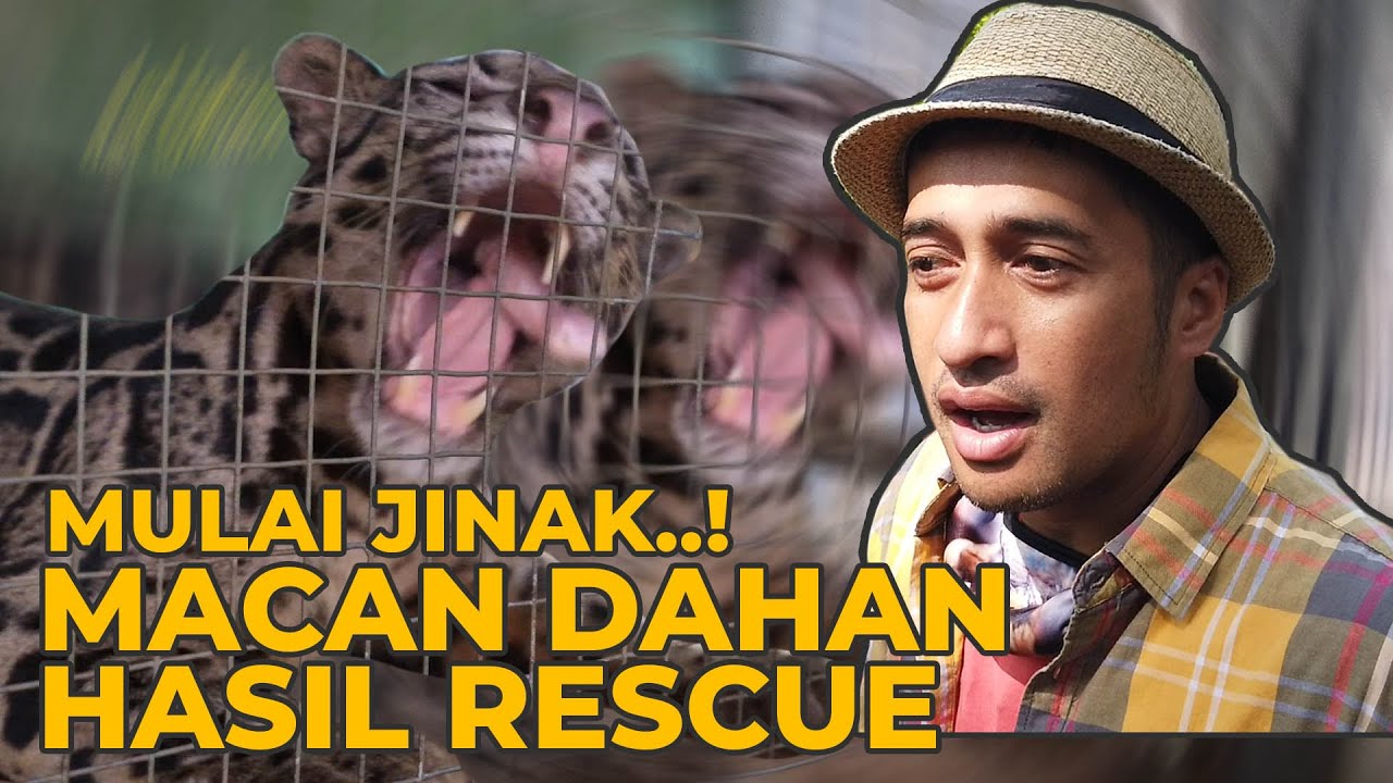 BERTEMU LAGI DENGAN MACAN RESCUE DARI BORNEO