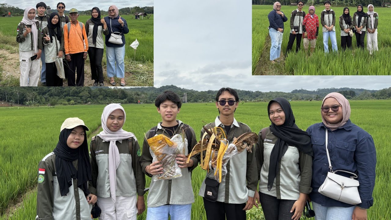 Proteksi Tanaman : Wawancara Petani Padi dan Petani Pisang