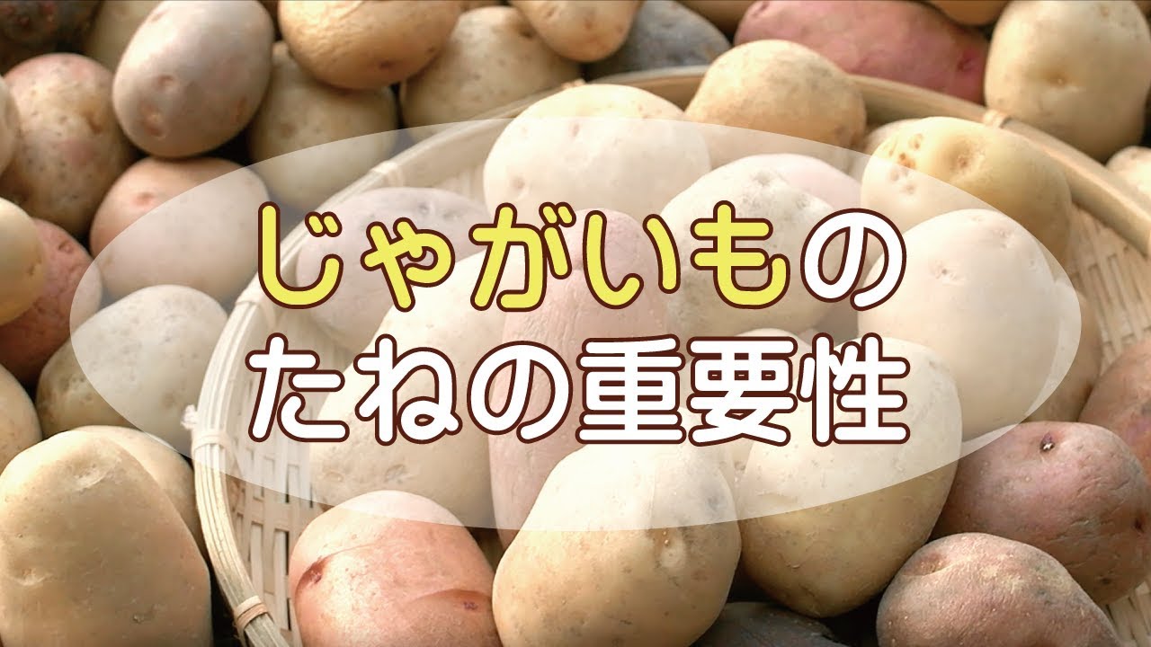 「じゃがいものたね」の重要性!! 原原種って知ってますか？