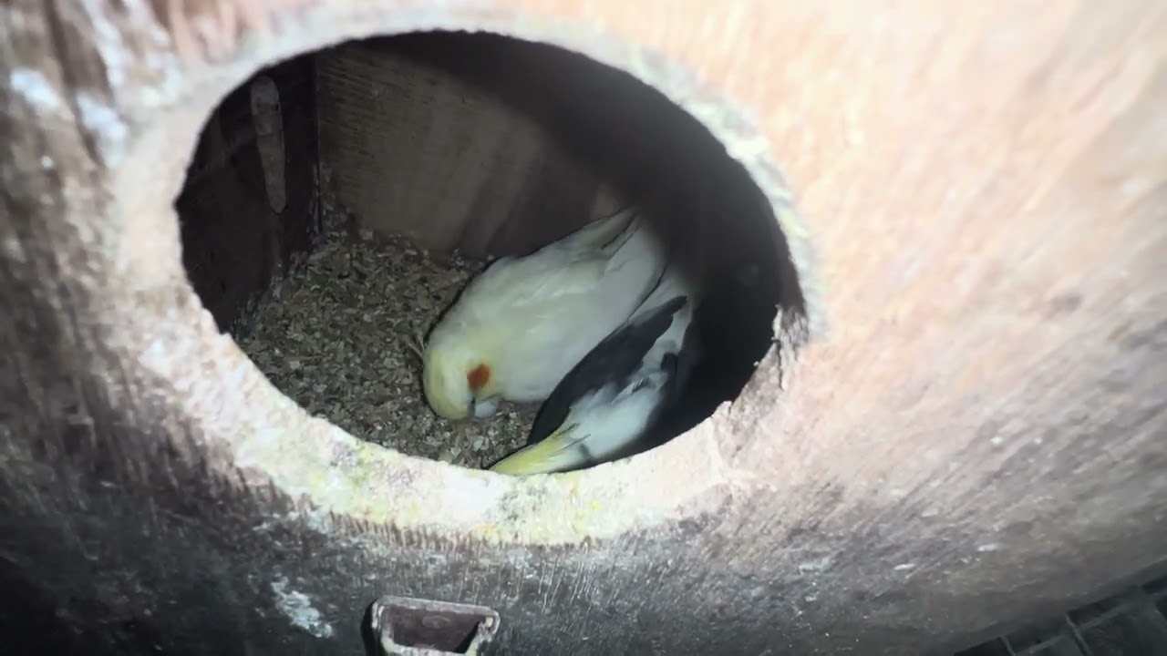 Breeding progression of Rio the cockatiel 