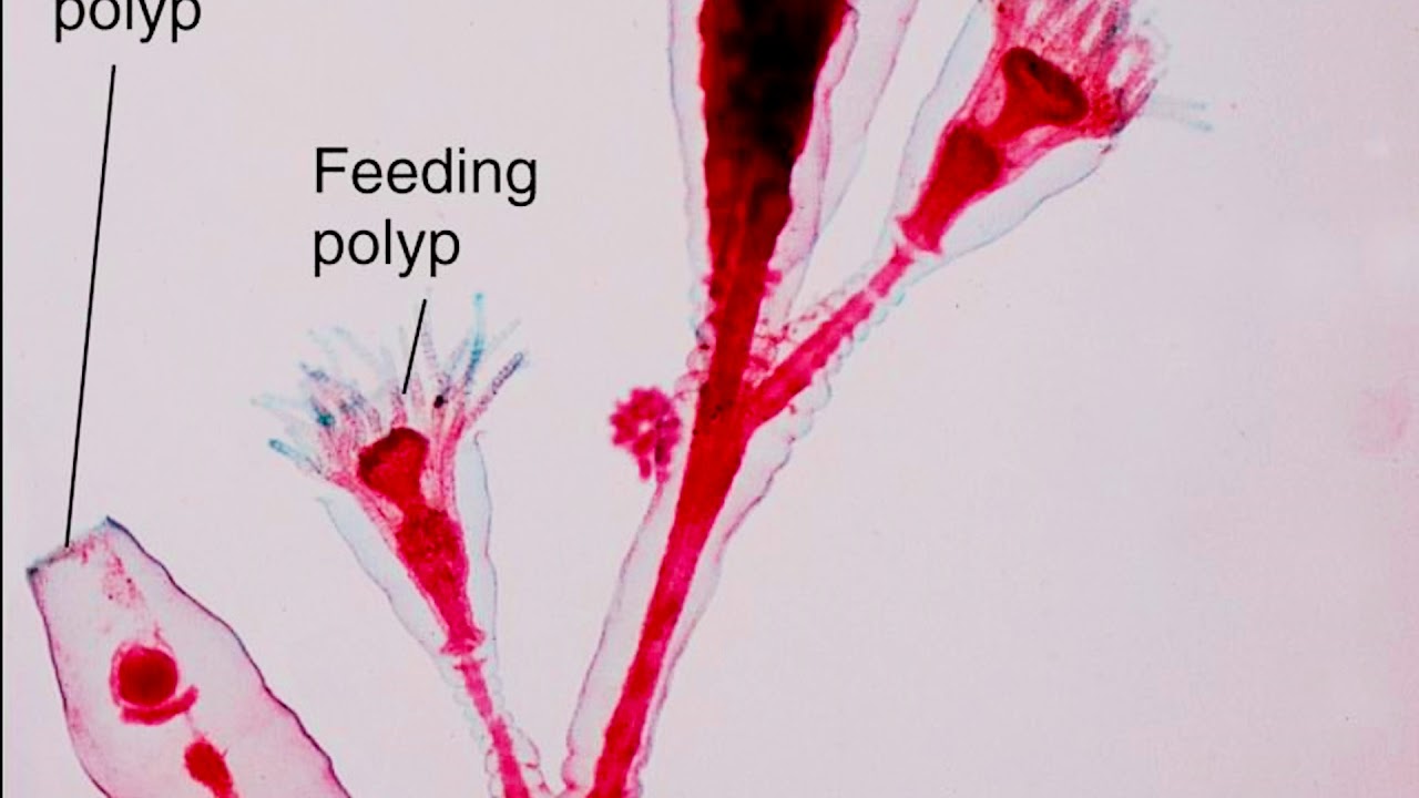 Jellyfish Anatomy and Life Cycle of Obelia