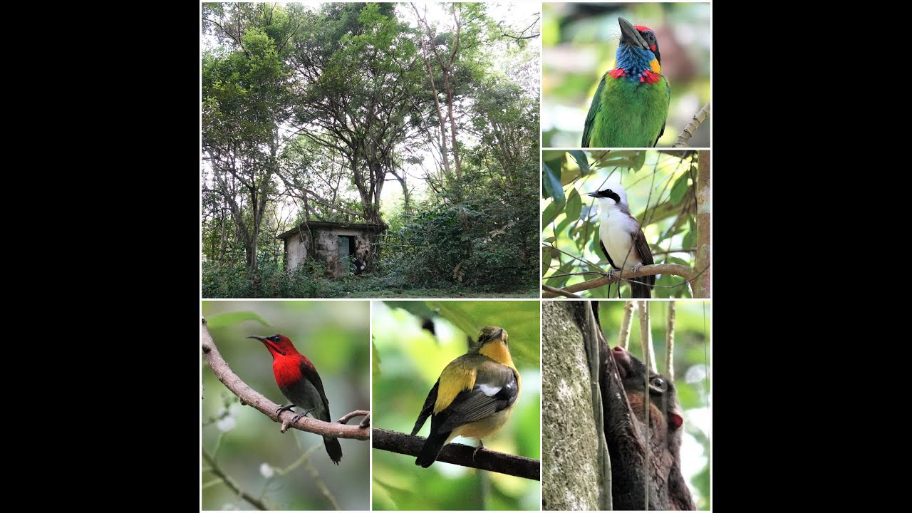 Birding / Wildlife in Singapore-Wallace Trail, Dairy Farm Nature Park. Part 2/2.