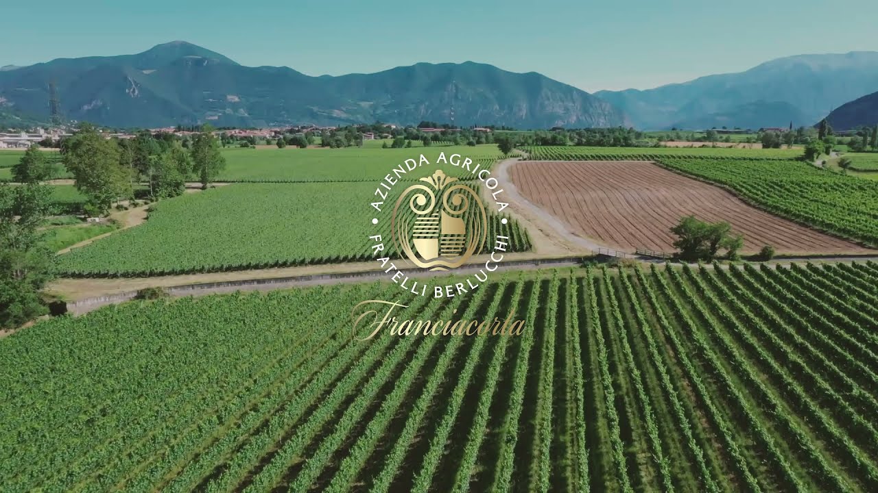 I vigneti dell'azienda Fratelli Berlucchi in Franciacorta