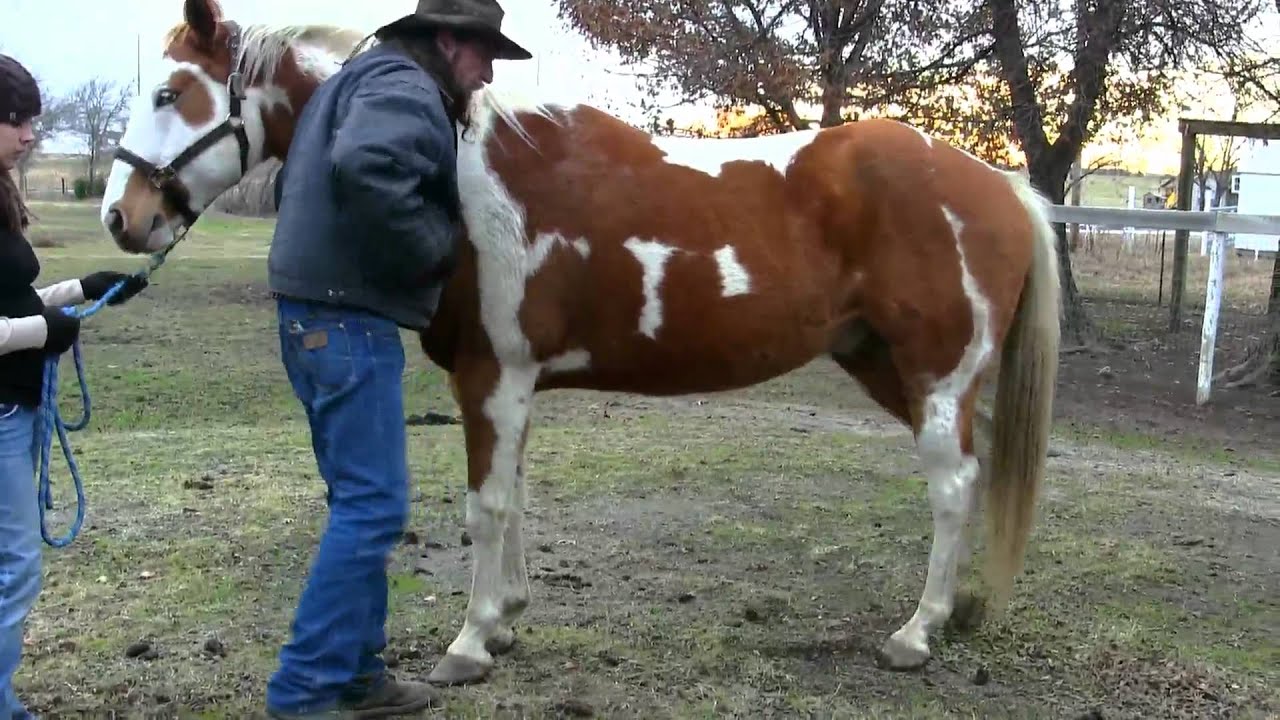How to pick up your Horses feet safely and easily ! stall13.com videos
