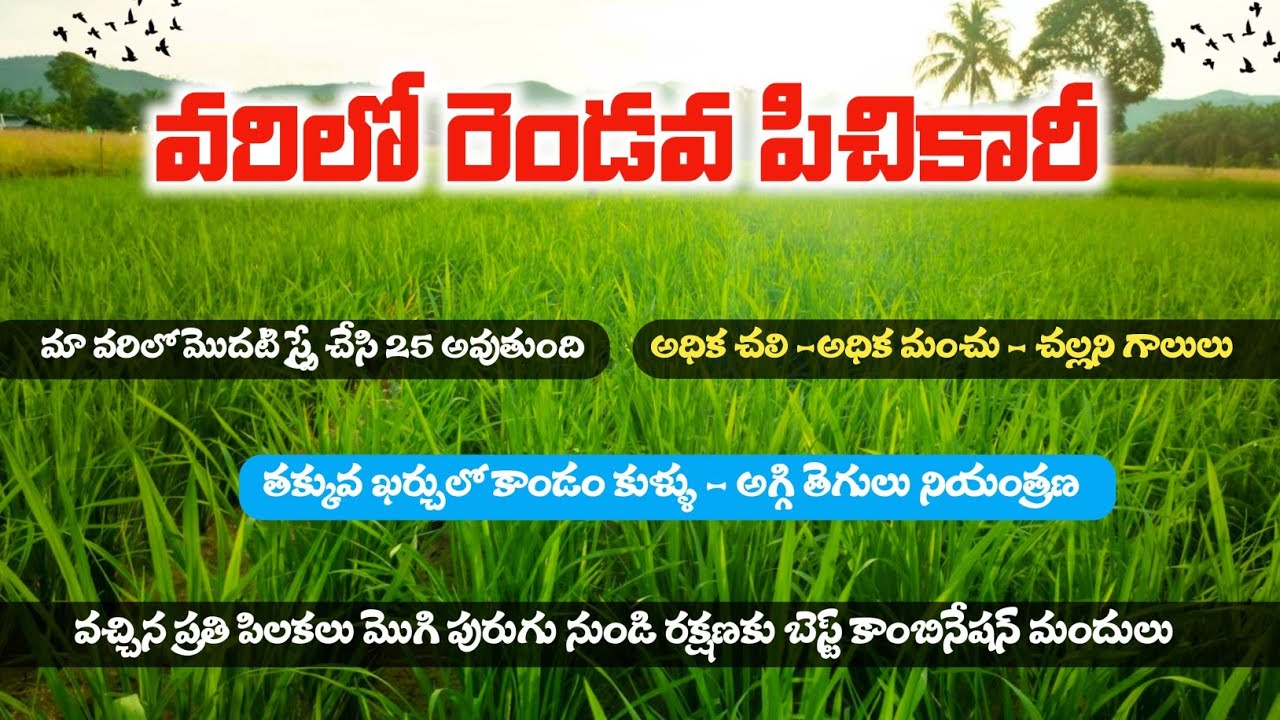వరిలో రెండవ పిచికారీ | 𝗩𝗮𝗿𝗶𝗹𝗼 𝘀𝗲𝗰𝗼𝗻𝗱 𝘀𝗽𝗿𝗮𝘆 @prasadagriculture 