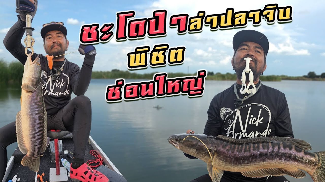 ตีชะโดป่า ล่าปลาจิบ พิชิต ช่อนใหญ่แร๊ฟสแลส