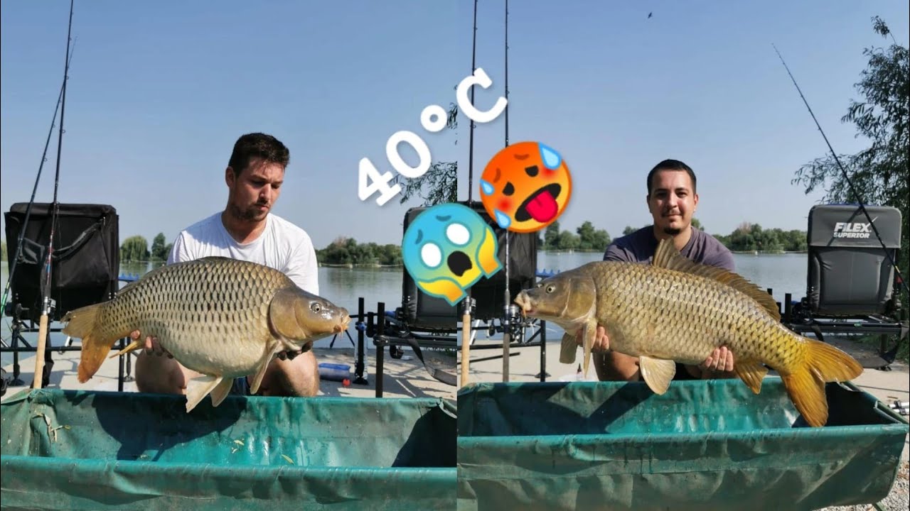 MIKA ALAS - Method feeder ribolov