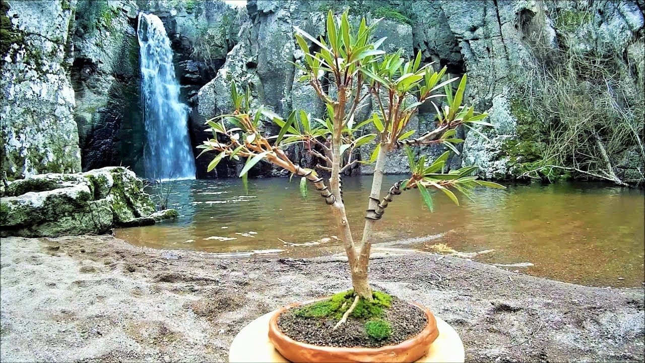 How To Create Bonsai Tree From Collected Material: 1st Repotting Nerium Oleander Yamadori