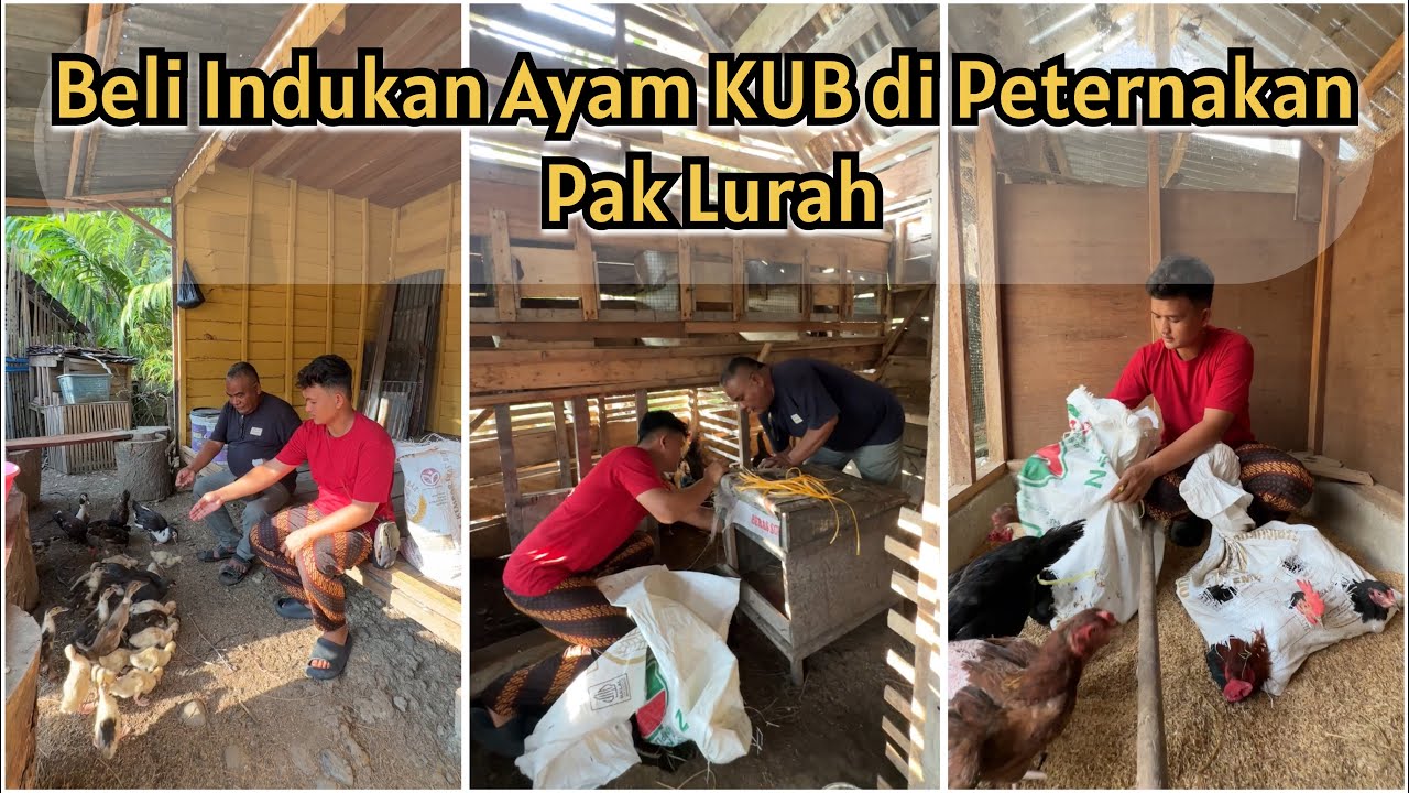 Beli indukan ayam KUB di Peternakan Pak Lurah