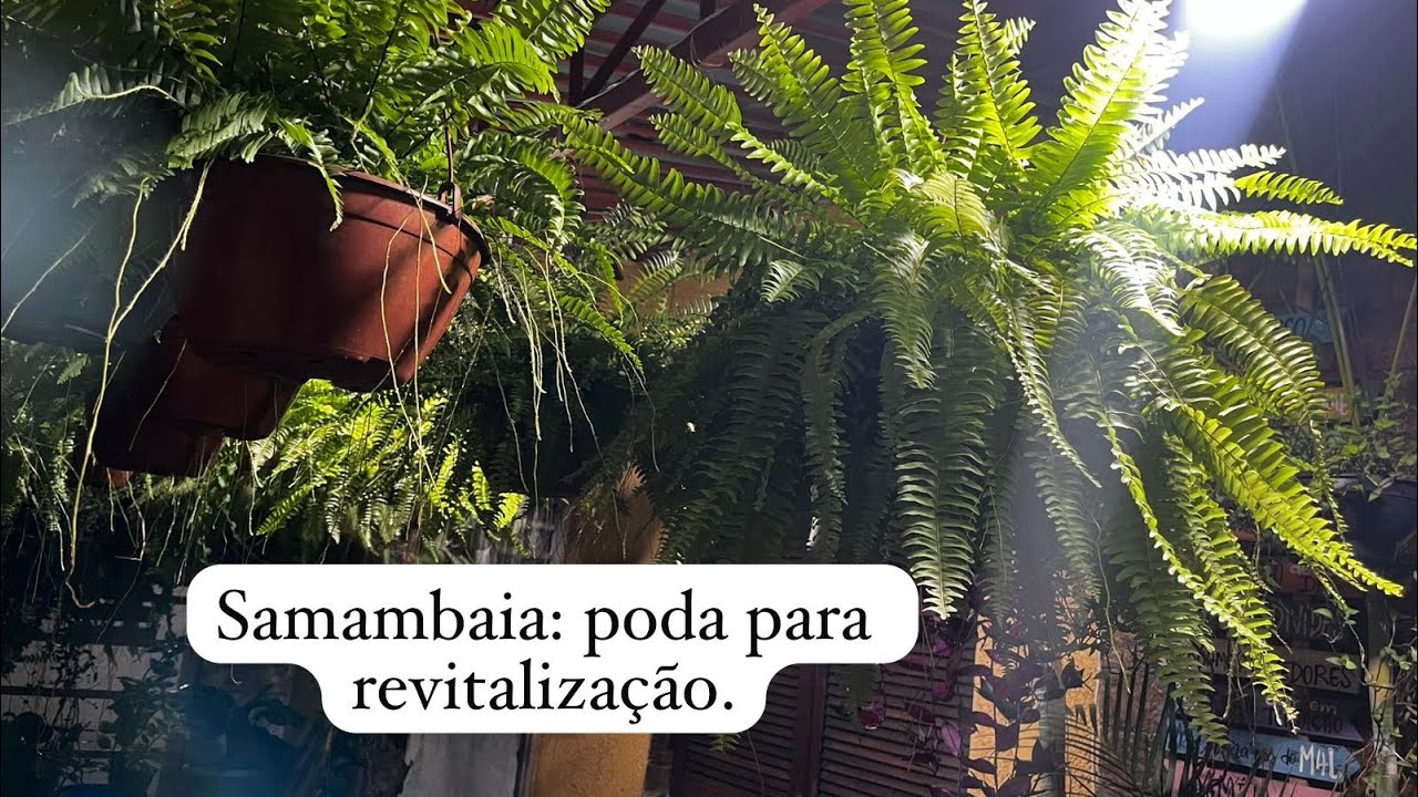 Samambaia como ficou pós-poda. 