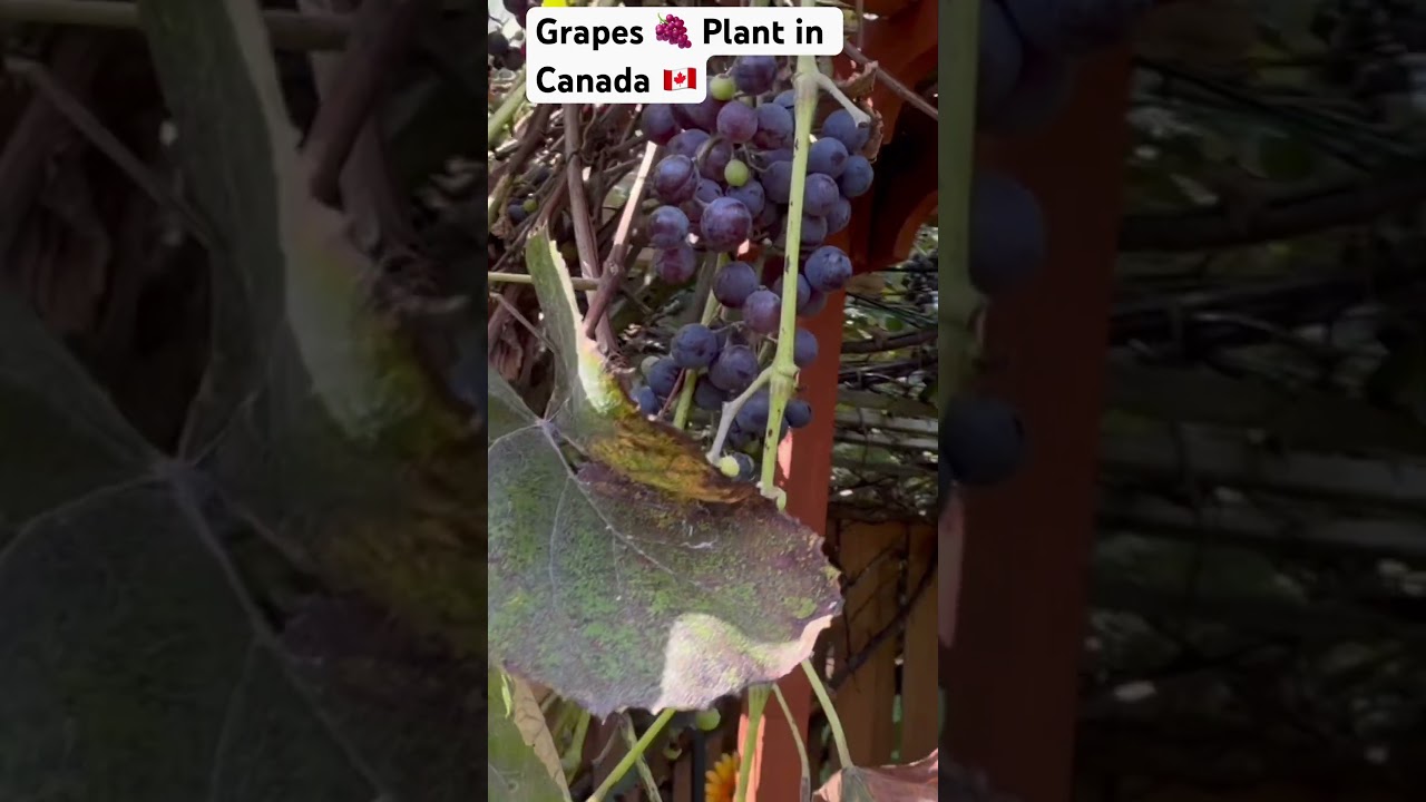 Fresh Grape 🍇 Tree #cobros #cobrosincanada