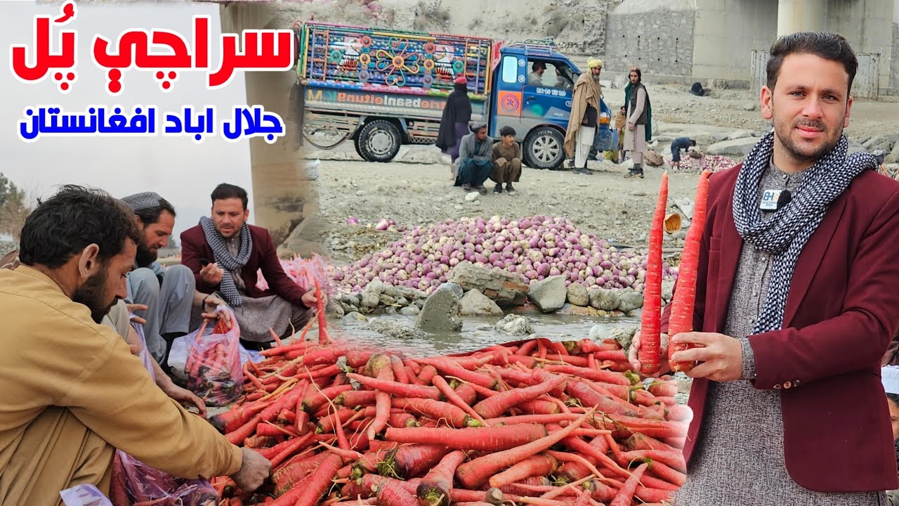 Saracha Bridge | Carrots Harvest of Current Year Nangarhar Afghanistan