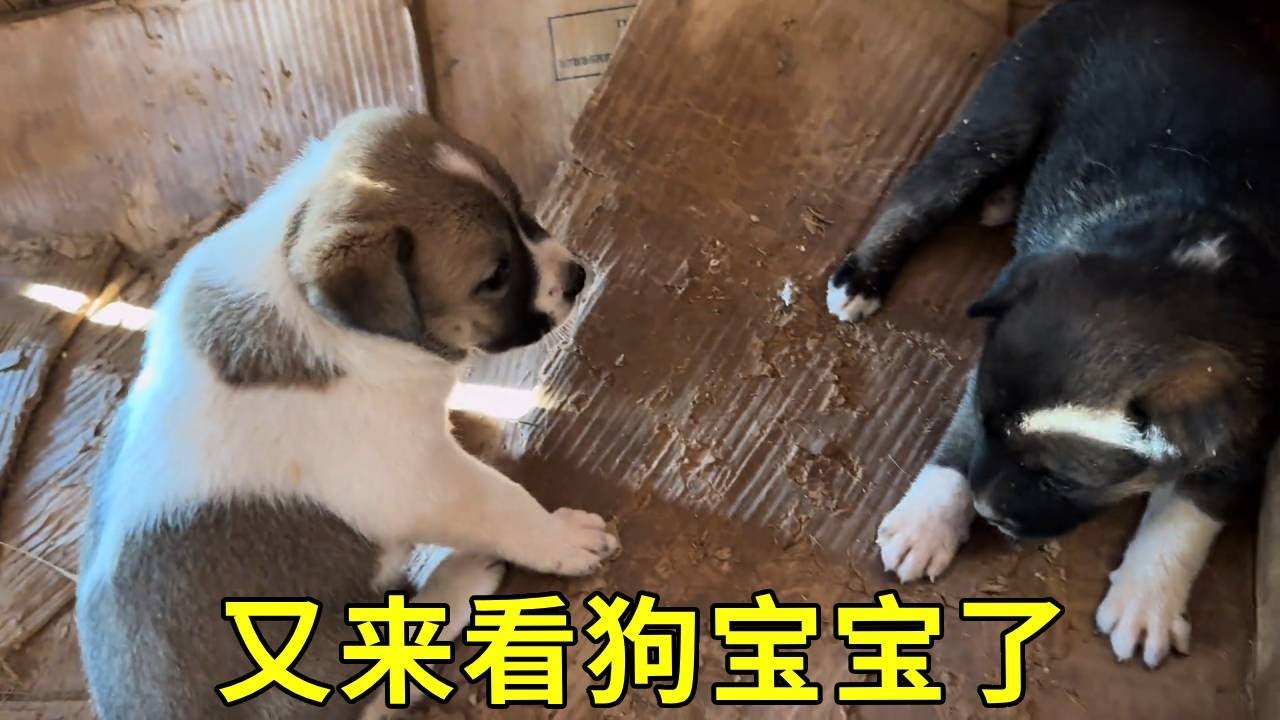 又来看狗宝宝啦，还抓了两条稻花鱼，用木姜子煮鱼醇厚鲜香 花脸的狗宝宝30日龄大了，能随处走动，期待它们健康成长吧#我的乡村生活 #宠物狗狗视频 #萌宠出道计划